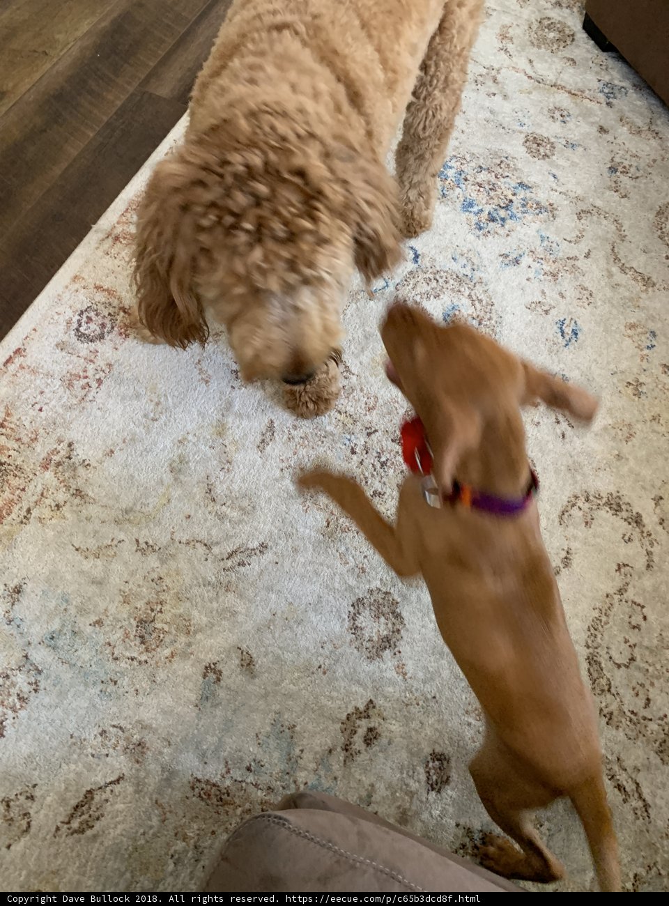 Playtime with Pups