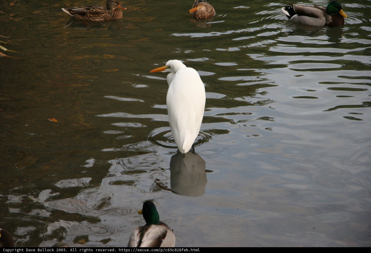 Serenity Amongst the Waterfowl