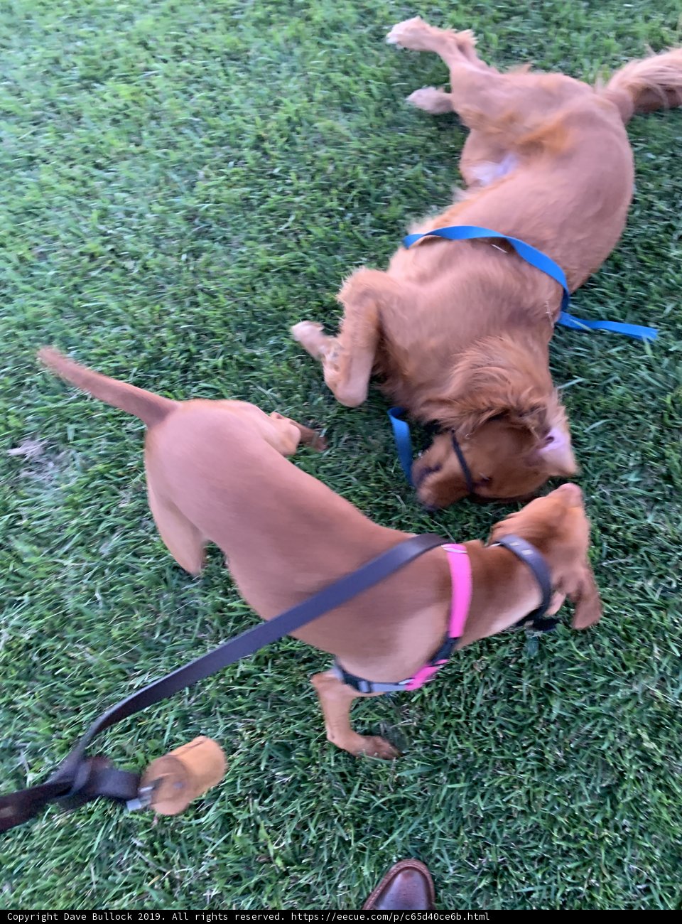 Two Canine Companions Playfully Navigate the Grass
