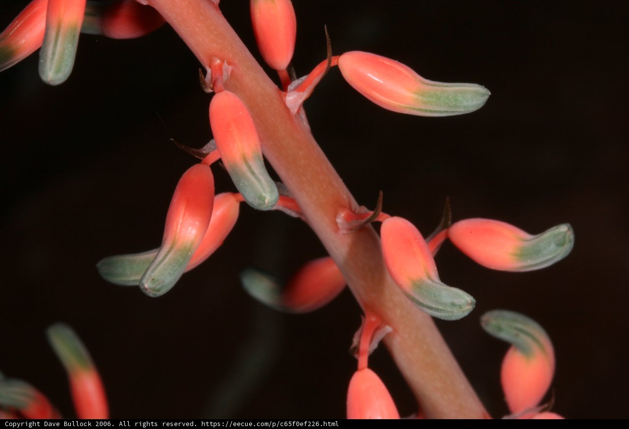 Red Acanthaceae Flower in Full Bloom