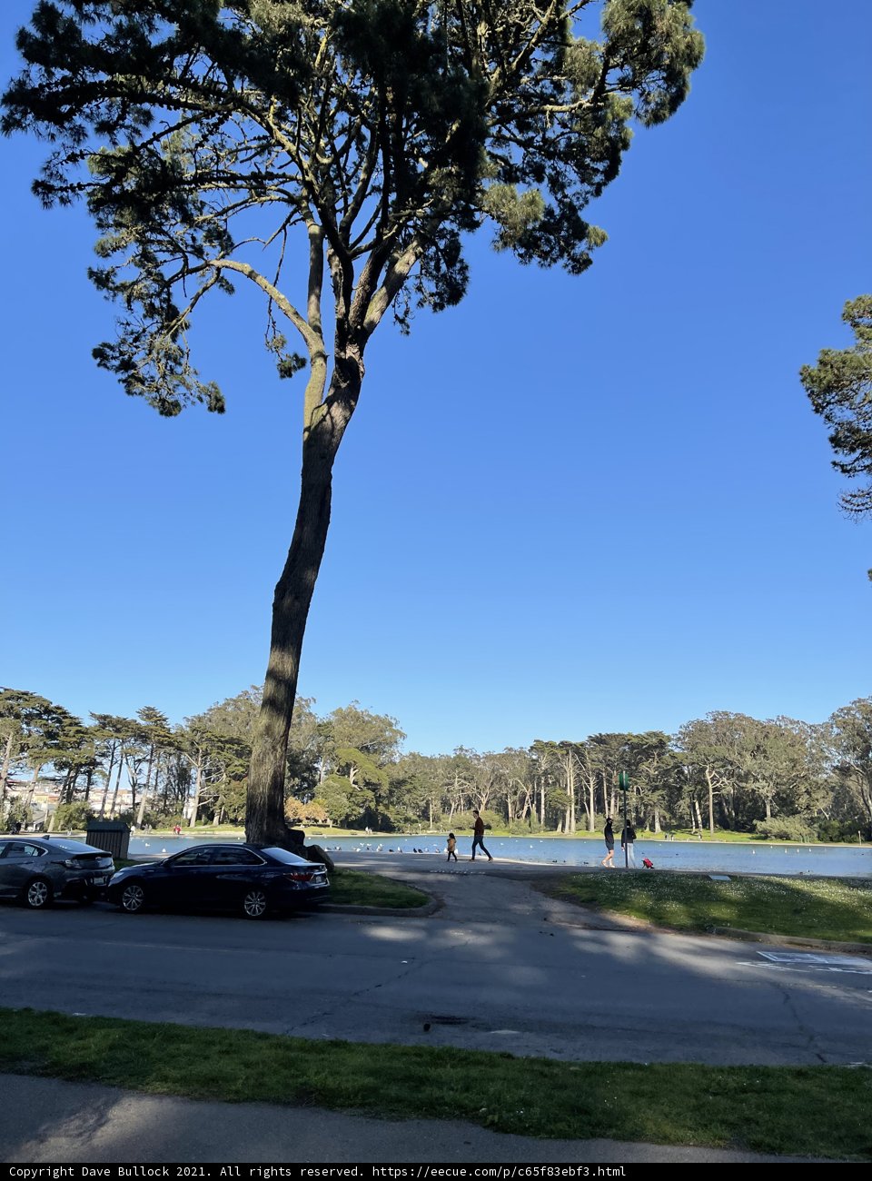 Majestic Tree in Golden Gate Park