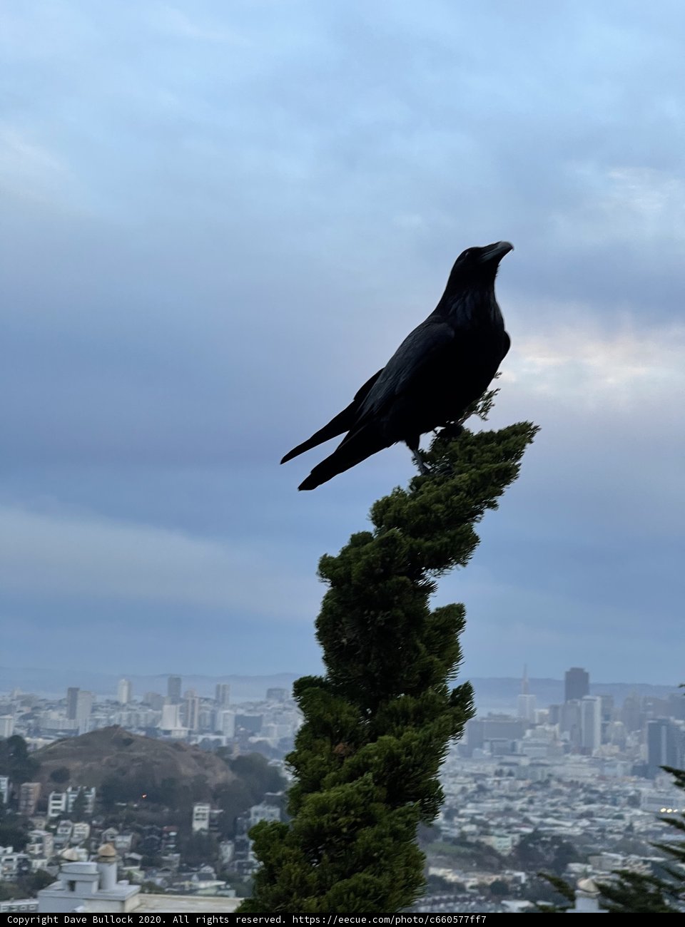 Urban Wildlife