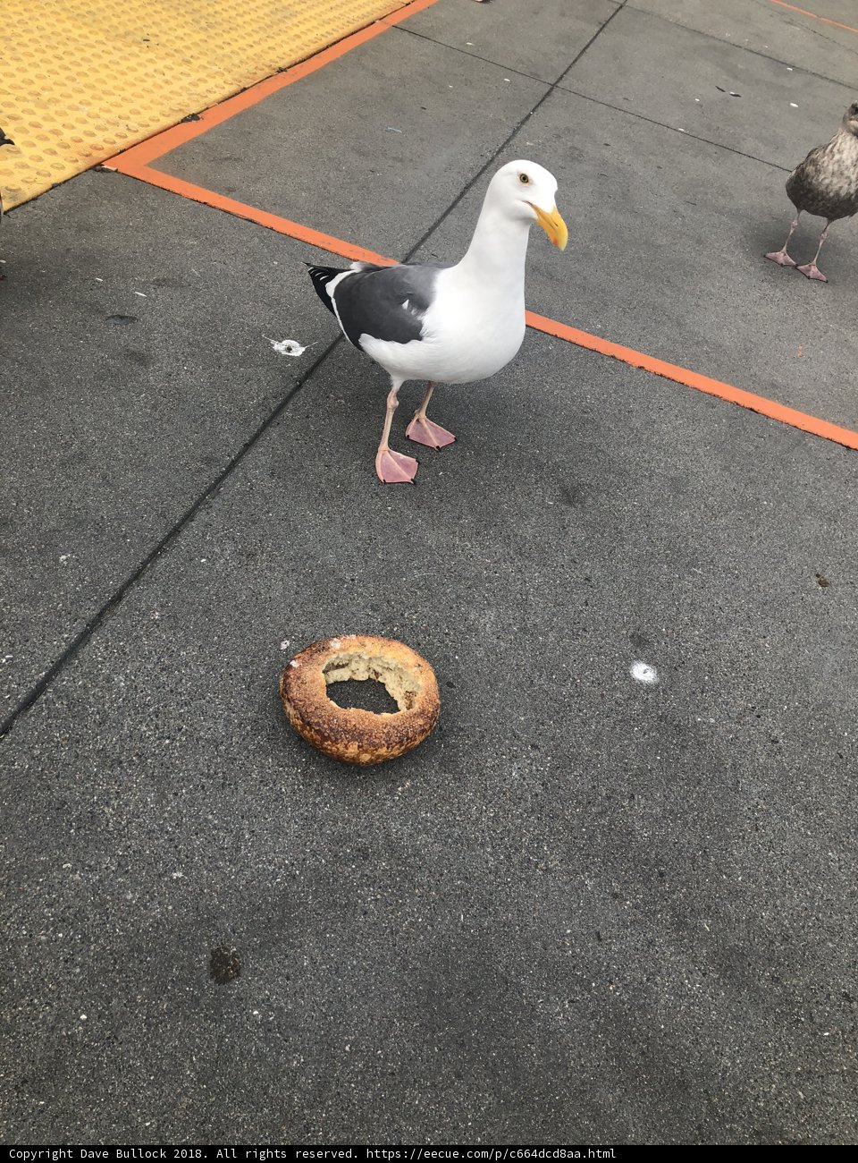 The Seagull and the Bagel