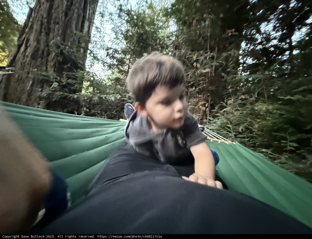 Forest Playfulness