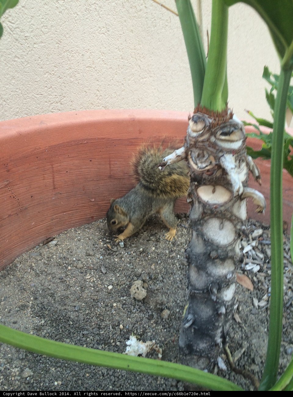 Squirrel Snack Time