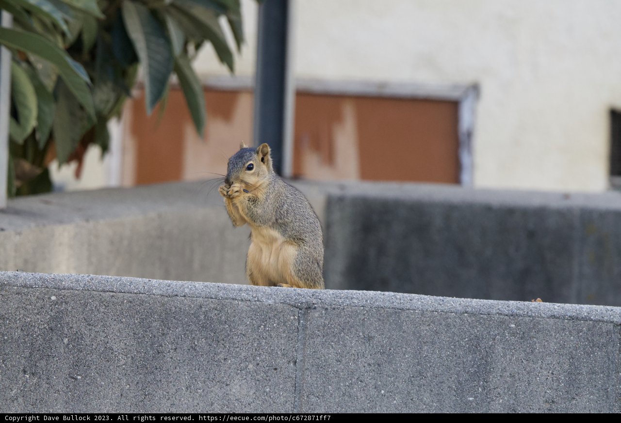 Early Morning Acrobat