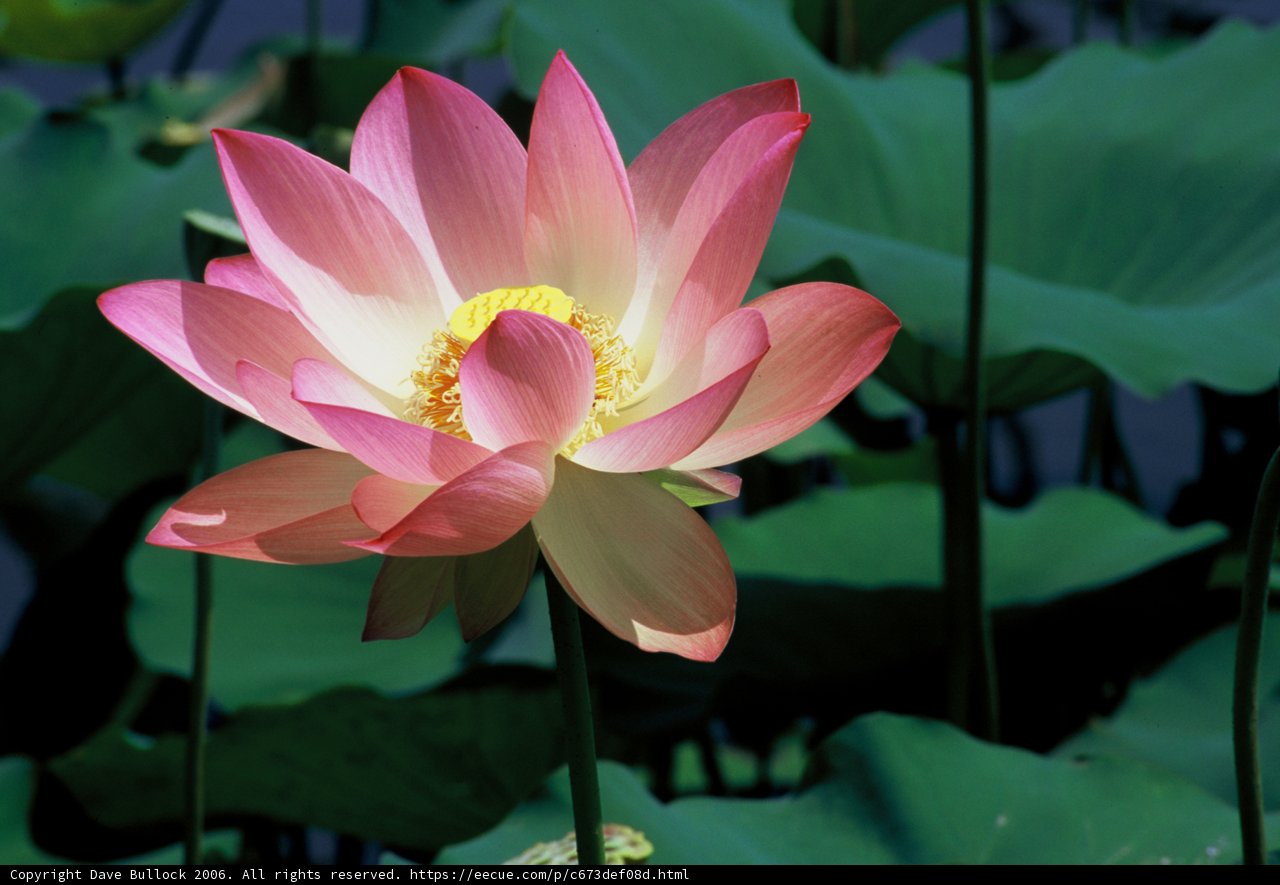 Blooming Beauty