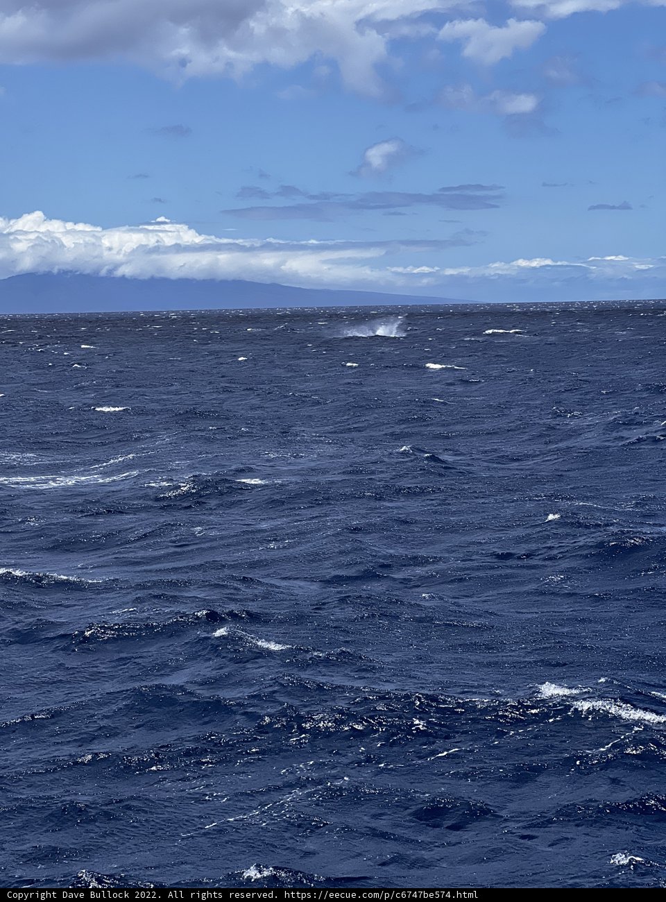 Majestic Whale in the North Pacific Ocean