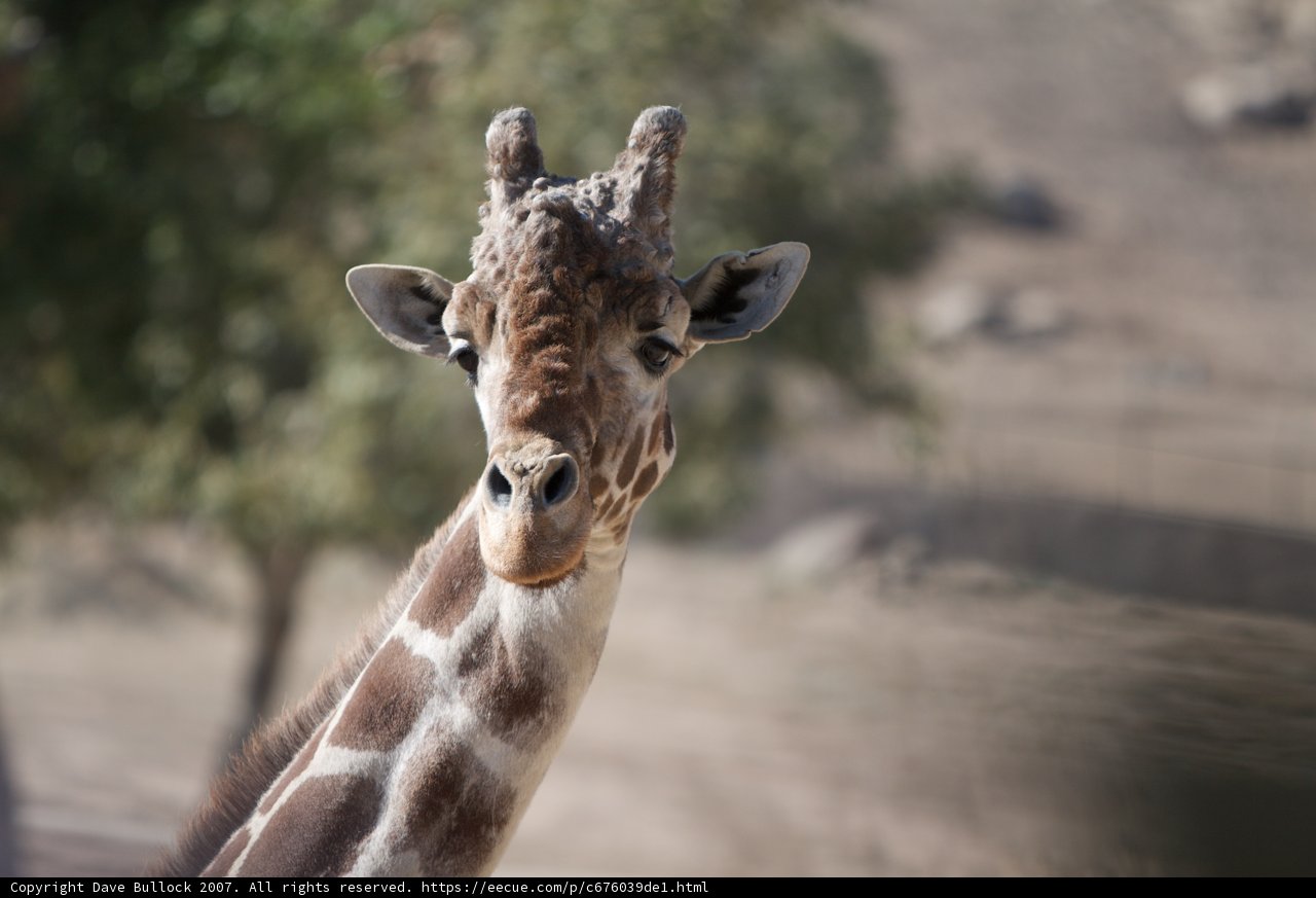 The Inquisitive Giraffe