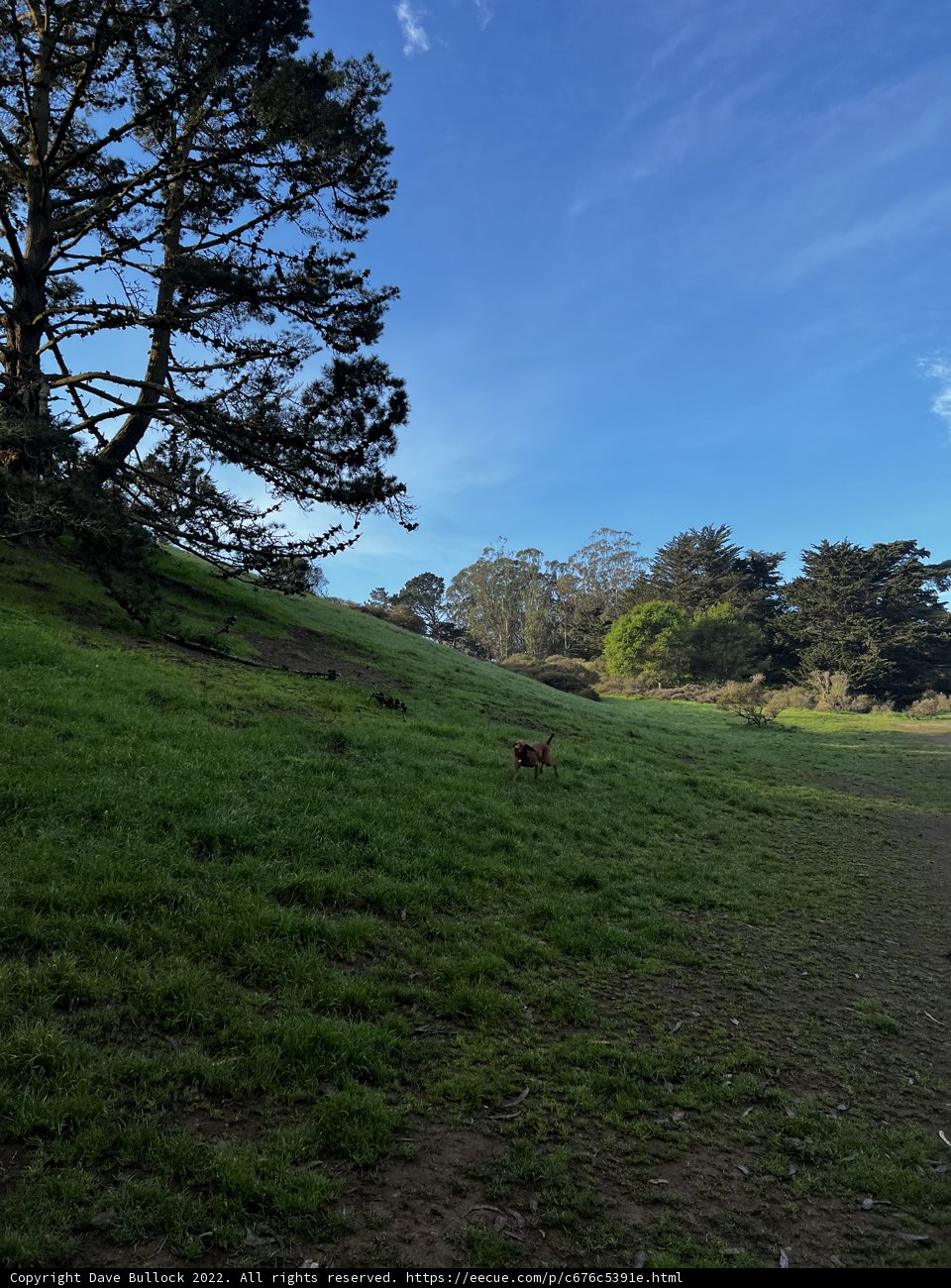 A Canine's Countryside Stroll