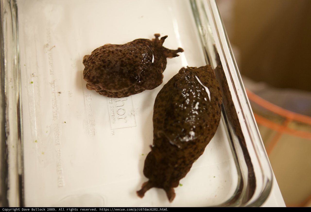 A Pair of Cute Slugs