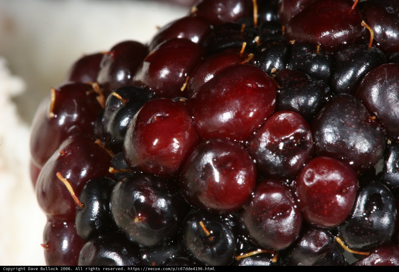 Juicy Blackberry Delight