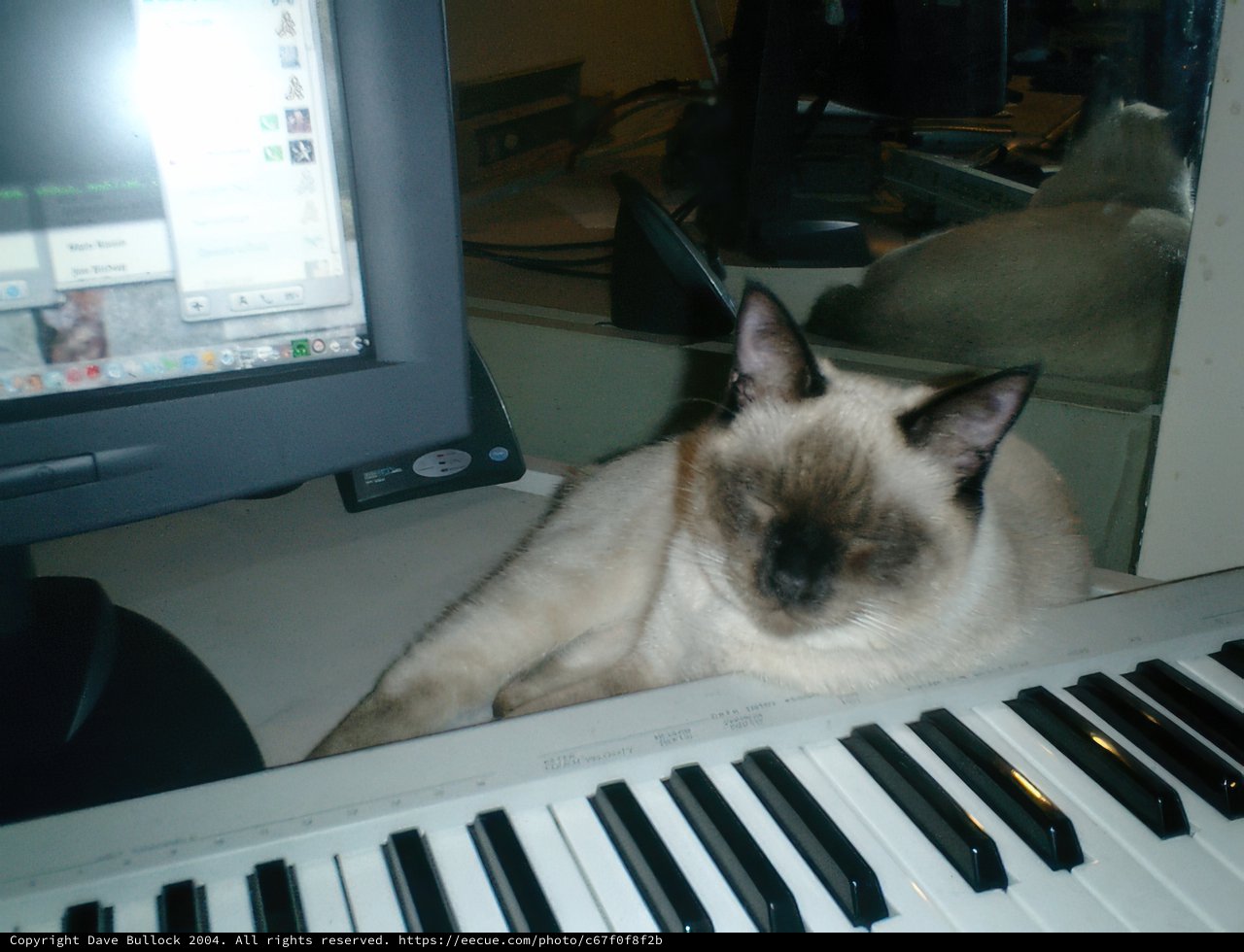 Keyboard Cat Nap