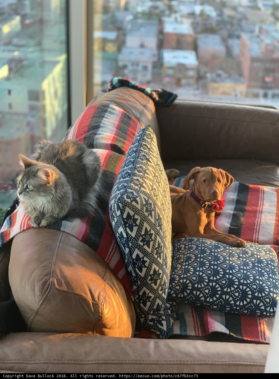 Urban Cozy Comfort