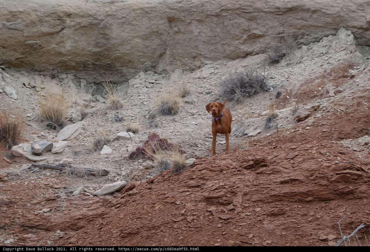 Rocky Adventure with Man's Best Friend