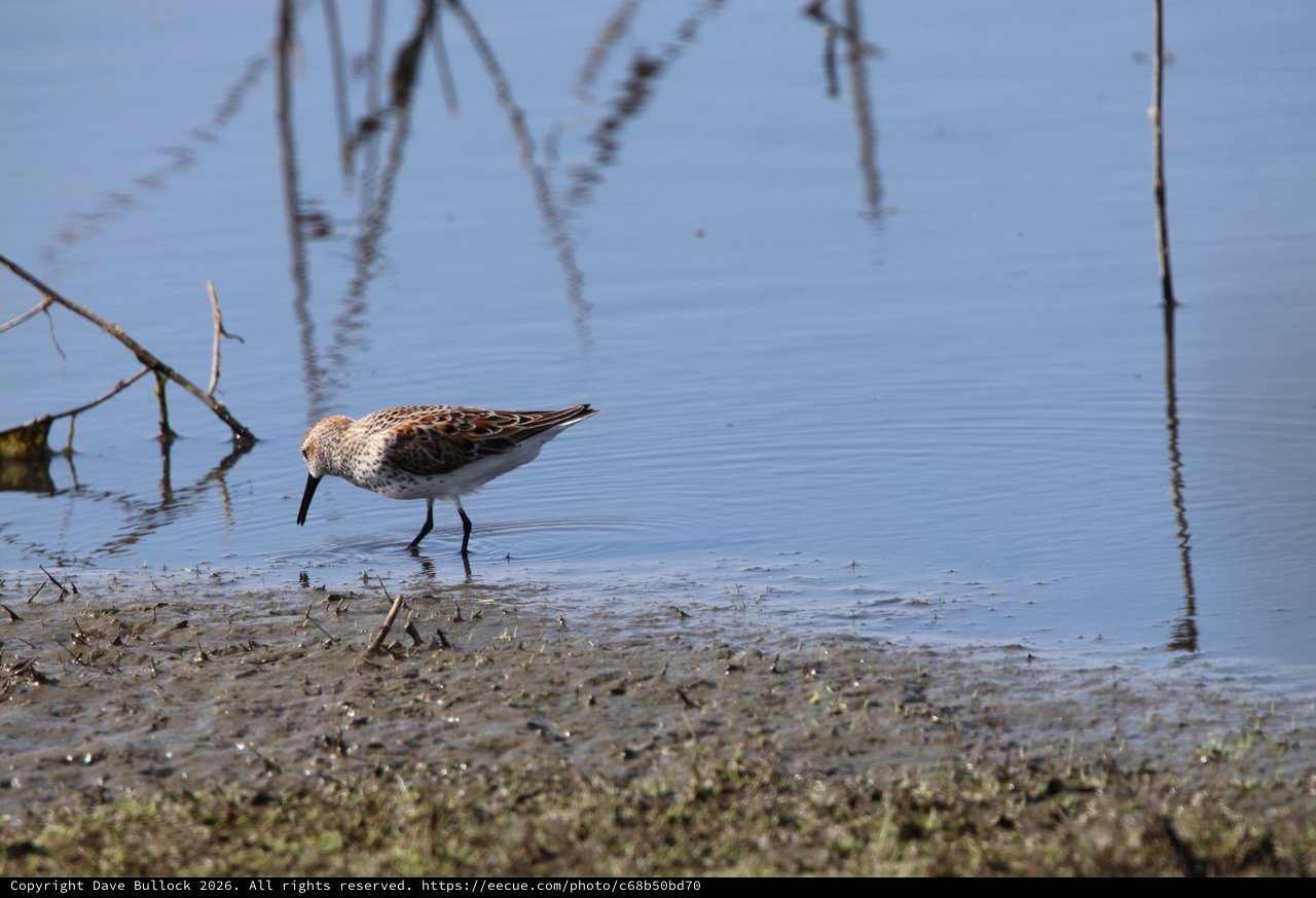 Juvenile White-rumped Sandpiper Foraging in Shallow Water