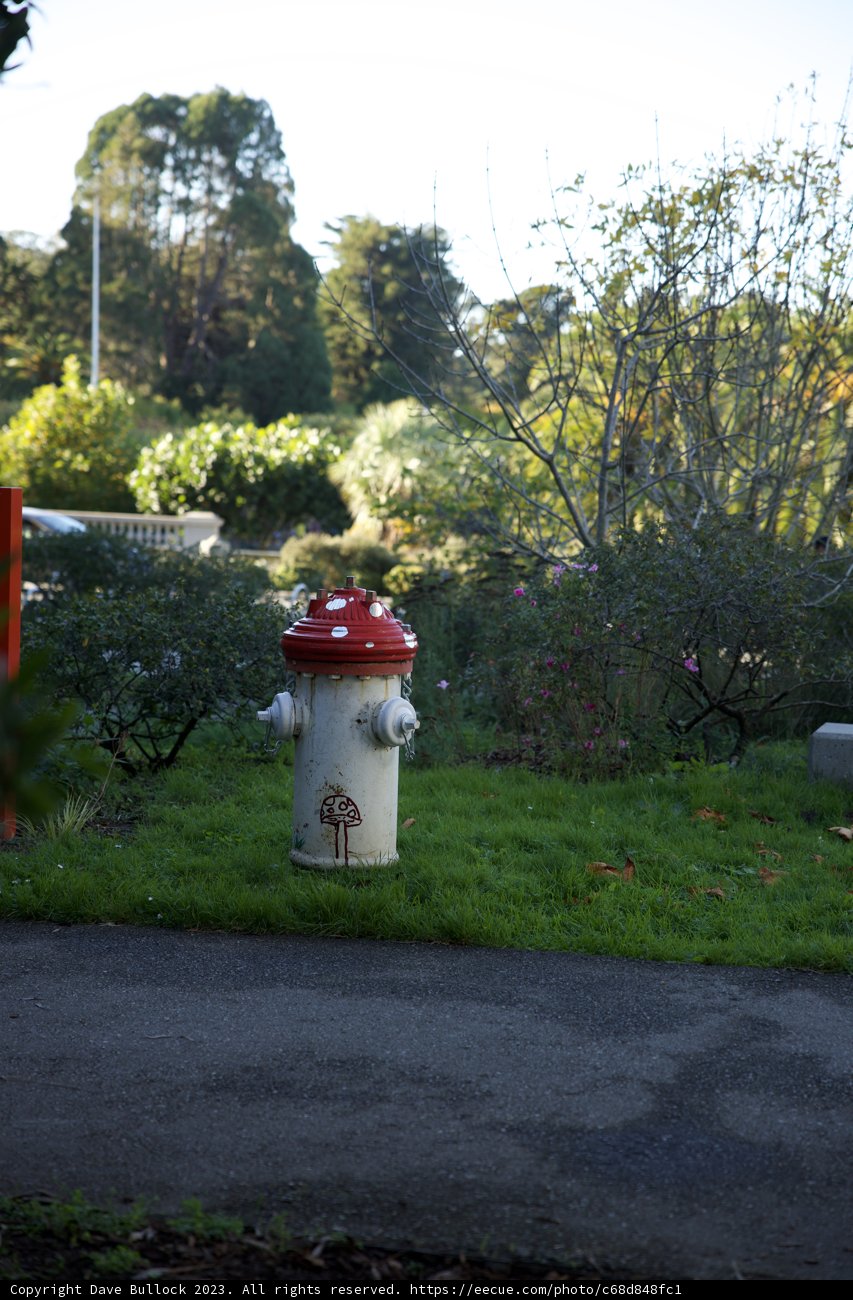 Guardian of the Road: The Red and White Hydrant