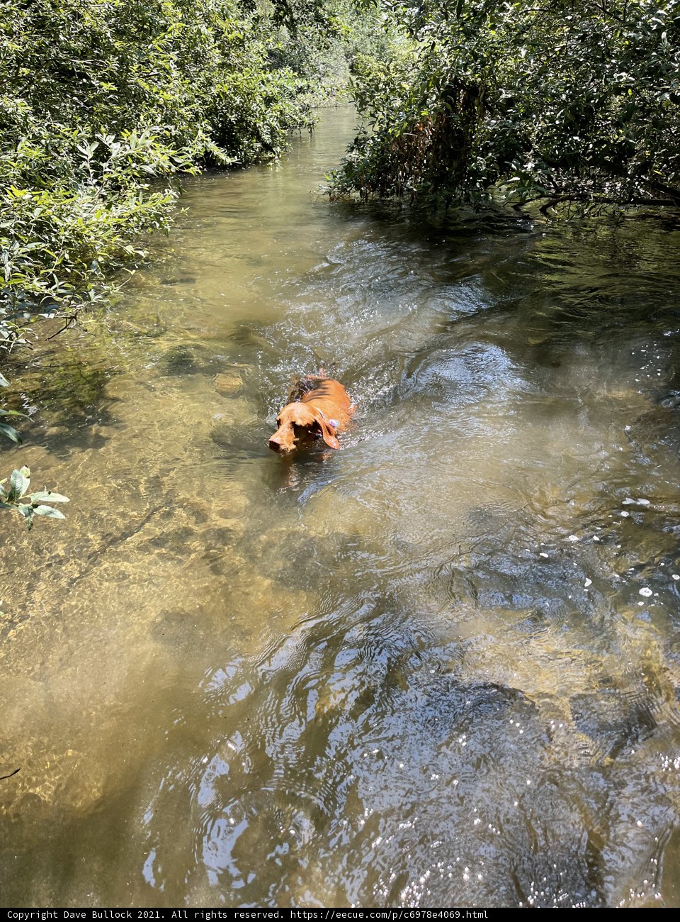 Cow Enjoying a Dip in the River
