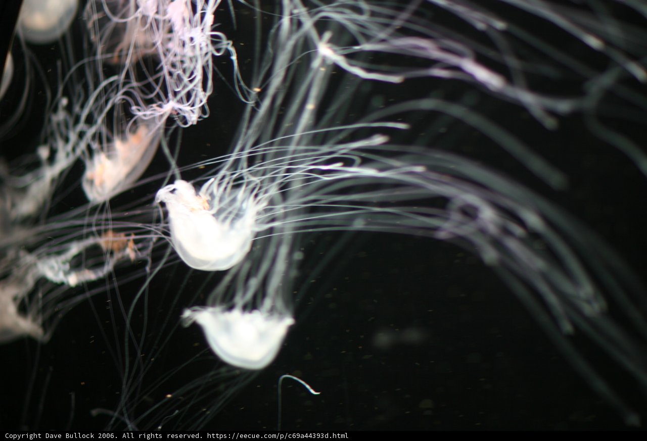 A Stunning Display of Underwater Life