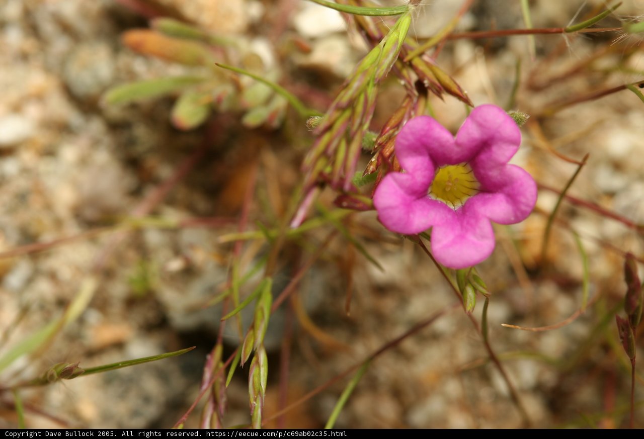 Lone Pink Beauty