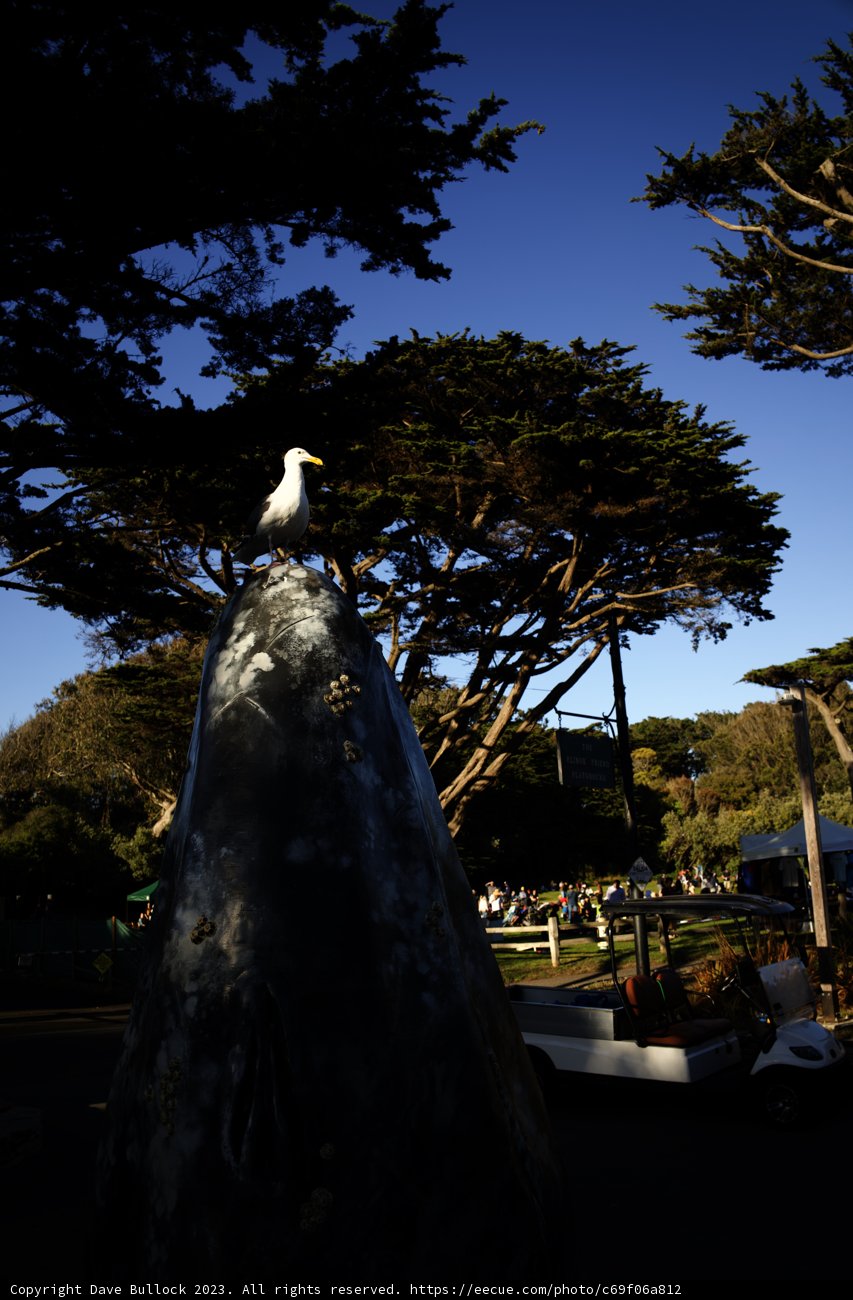 Nature's Symphony at Delores Park