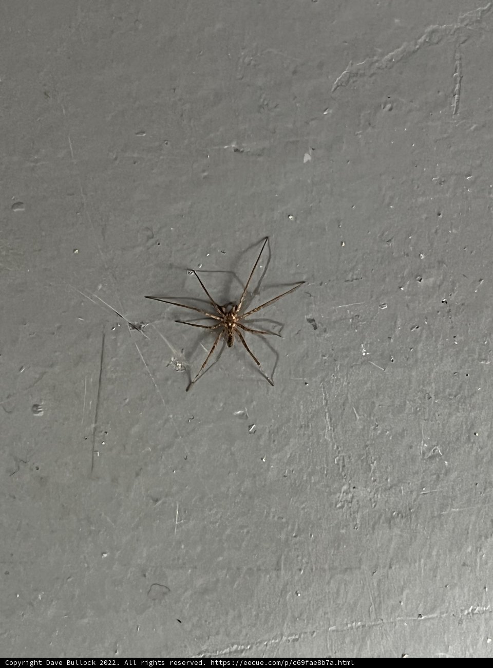 Arachnid Artistry