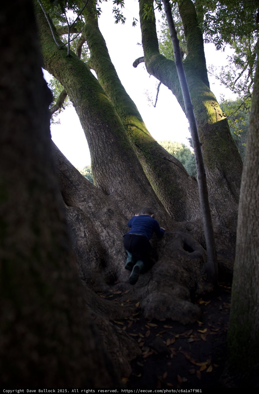 Woodland Explorer