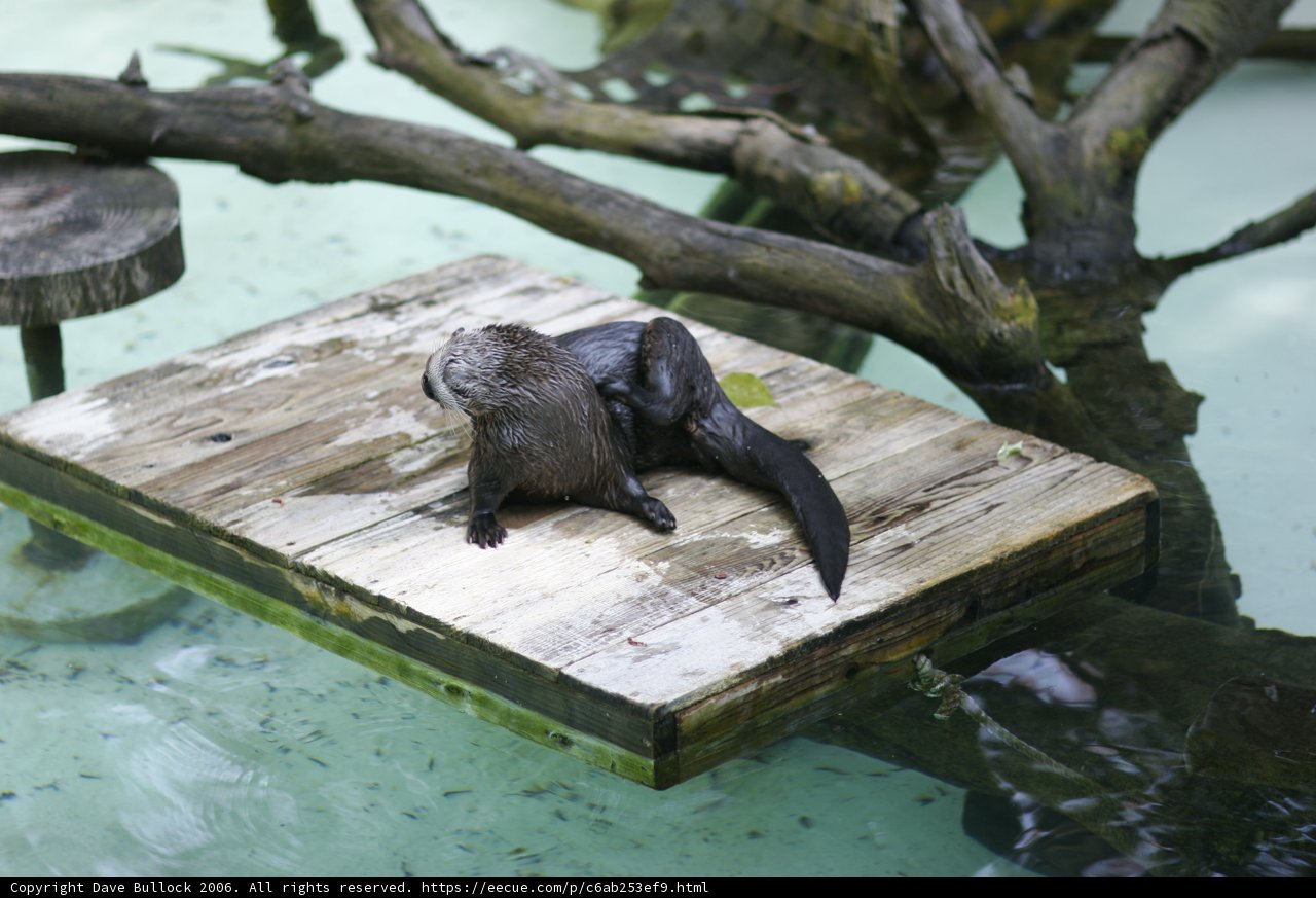 Otterly Adorable