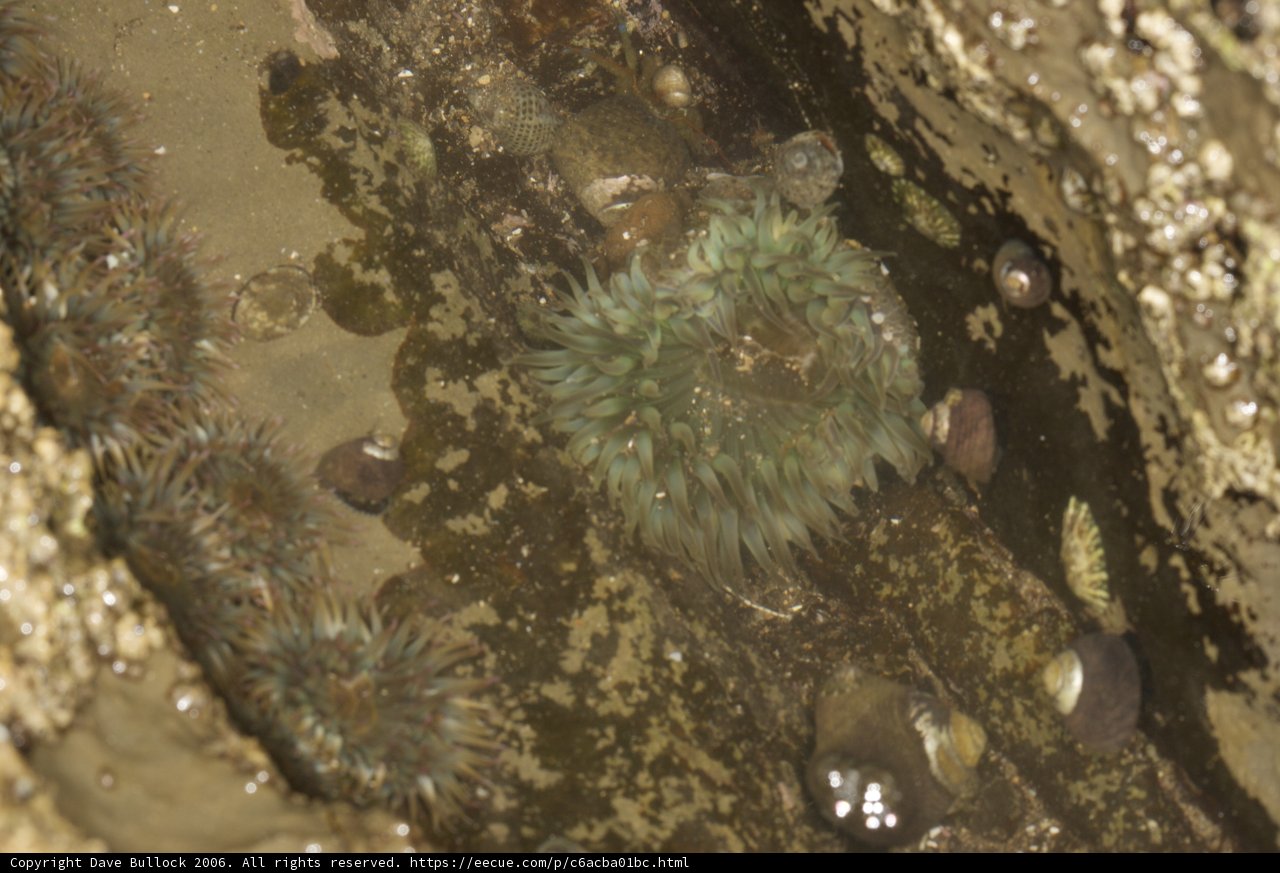 Sea Urchins Amongst the Anemones