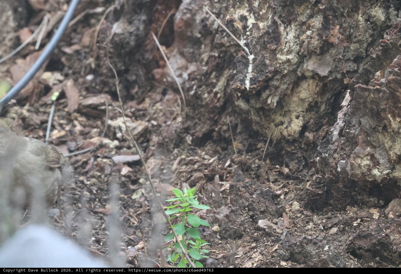 New Growth Emerging at Tree Base in Forest Floor