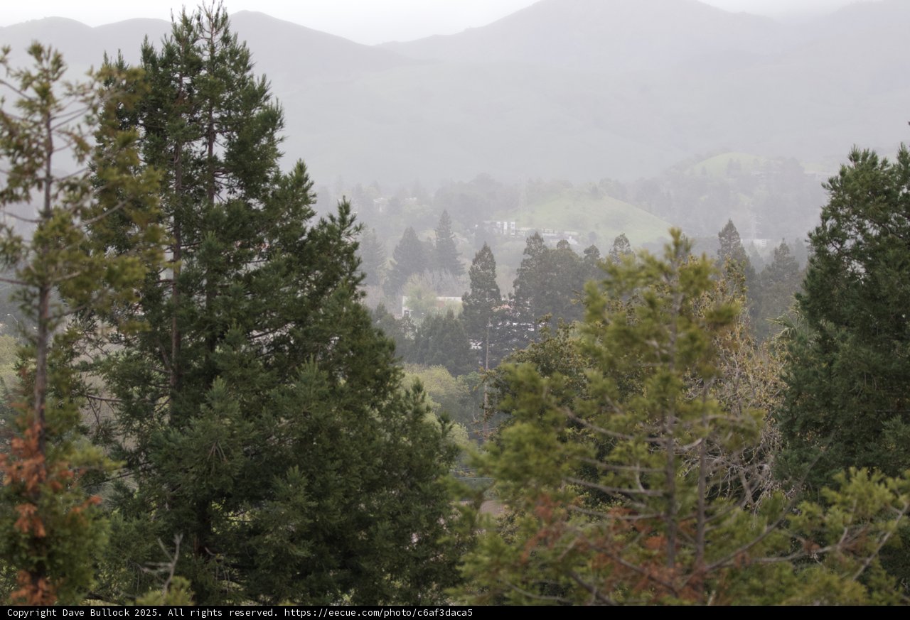 Mystical Fog Over a Fir Forest