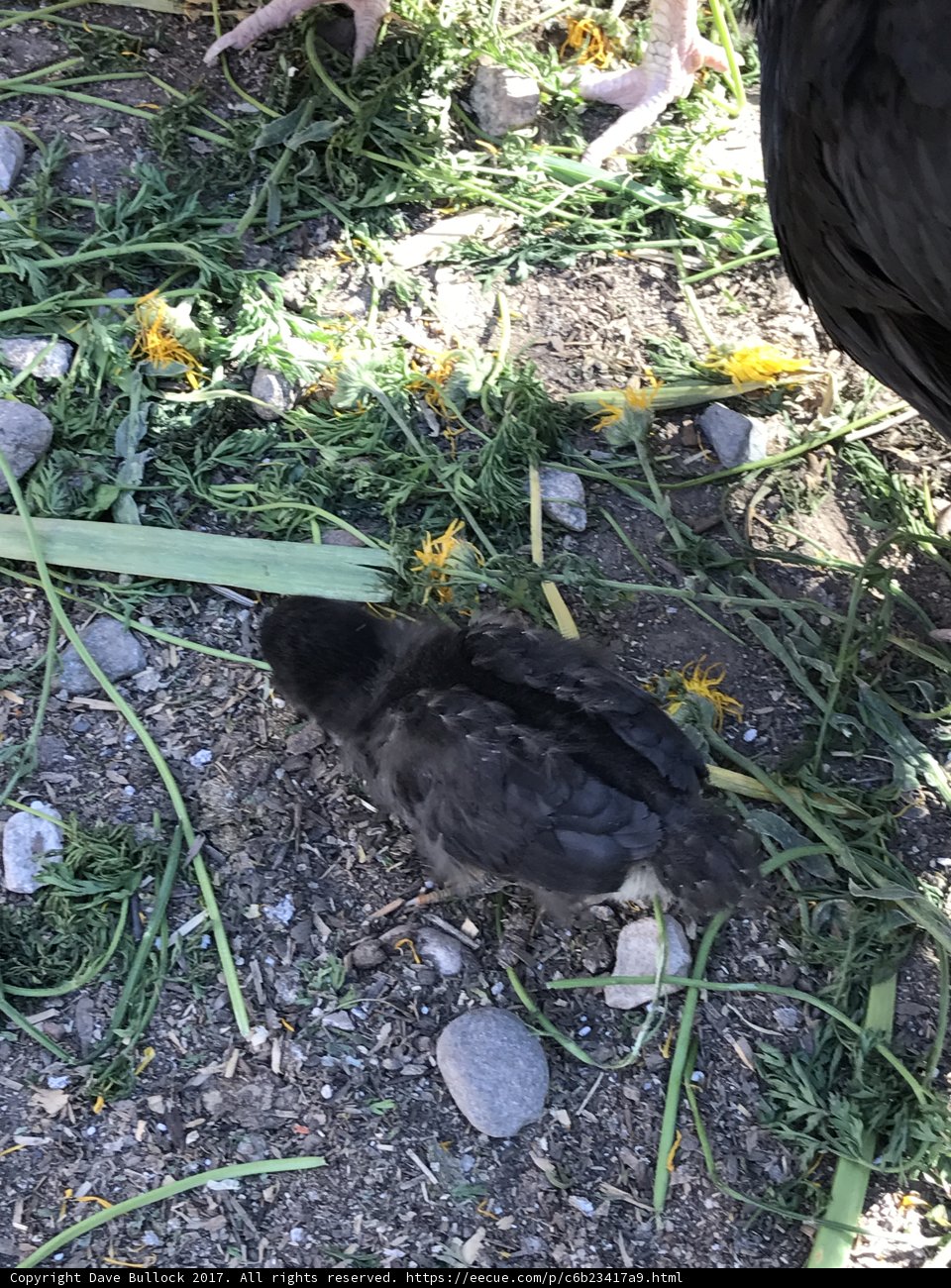 Blackbird in the California Terrain
