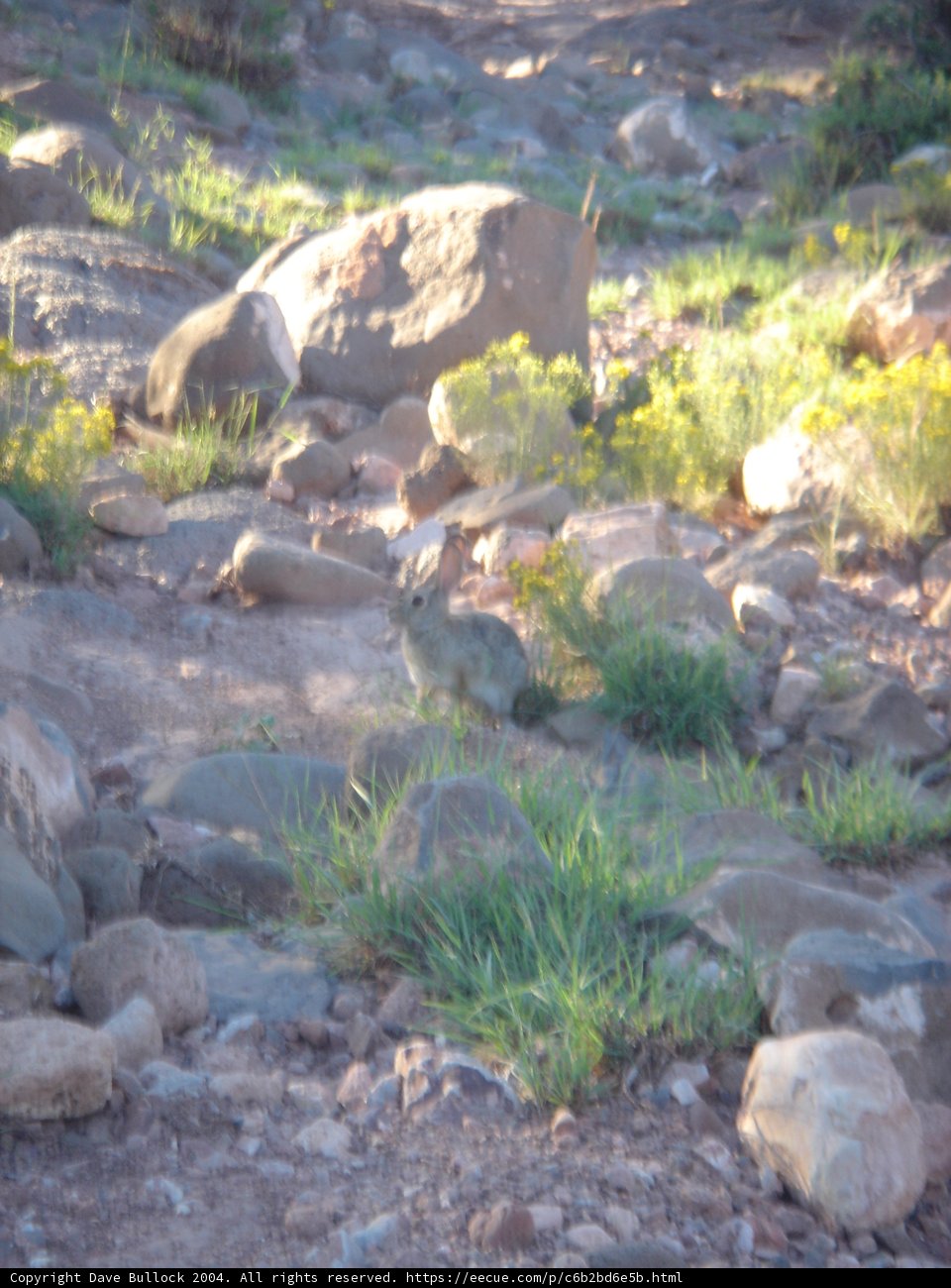 Kangaroo on the Rock