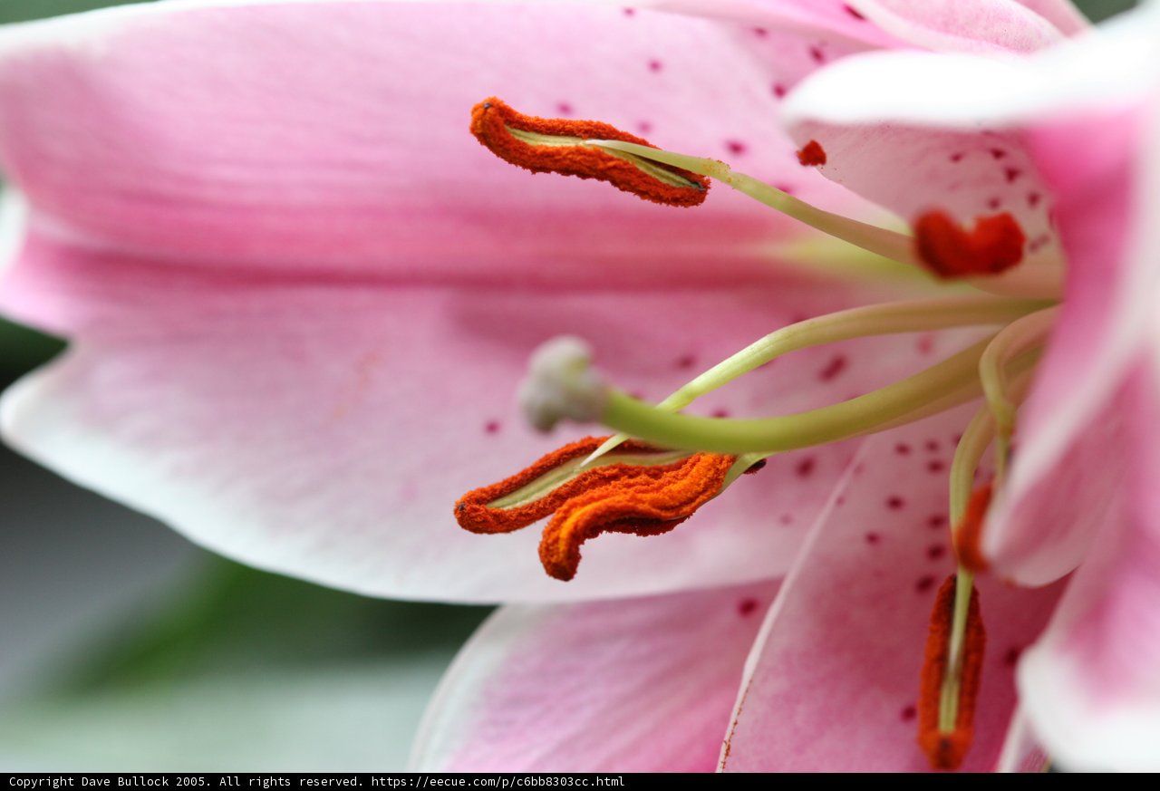 Pink Lily with Red Stamen