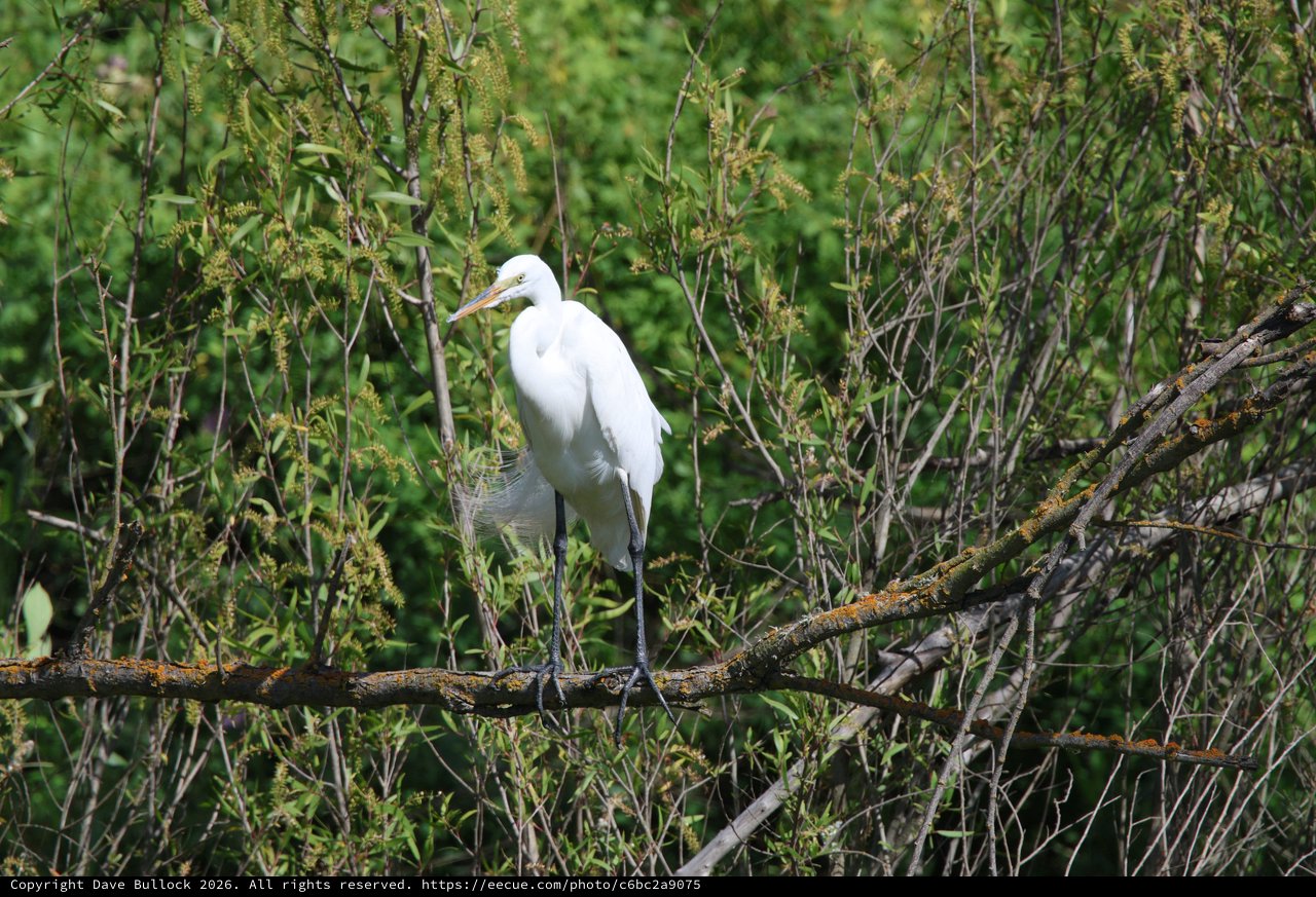 Great Egret Perched Among Wetland Branches