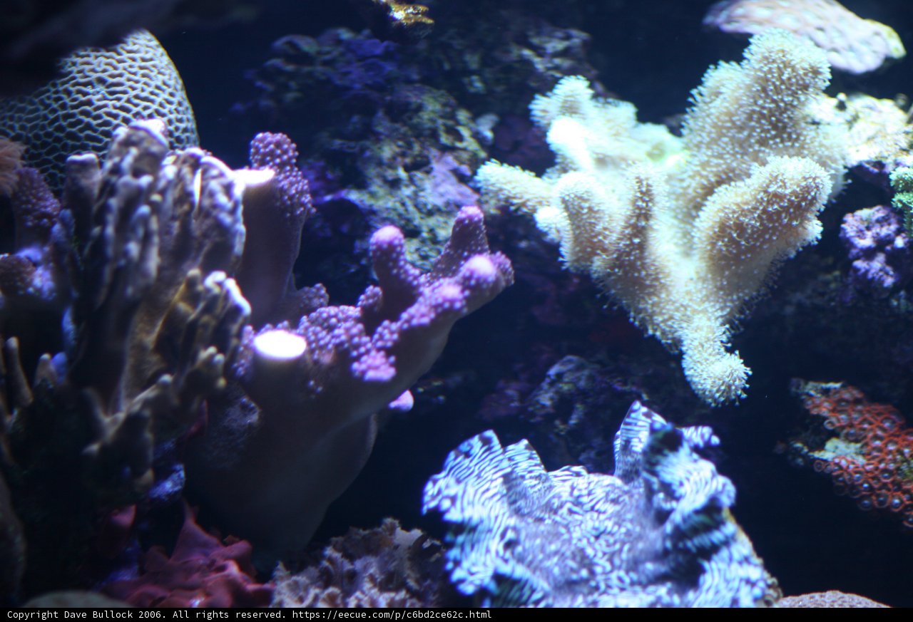 Diverse Beauty of a Coral Reef
