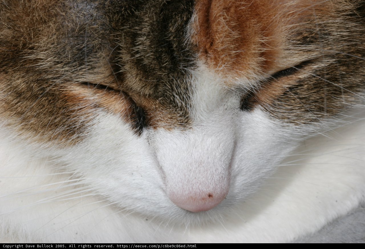 A Furry Companion