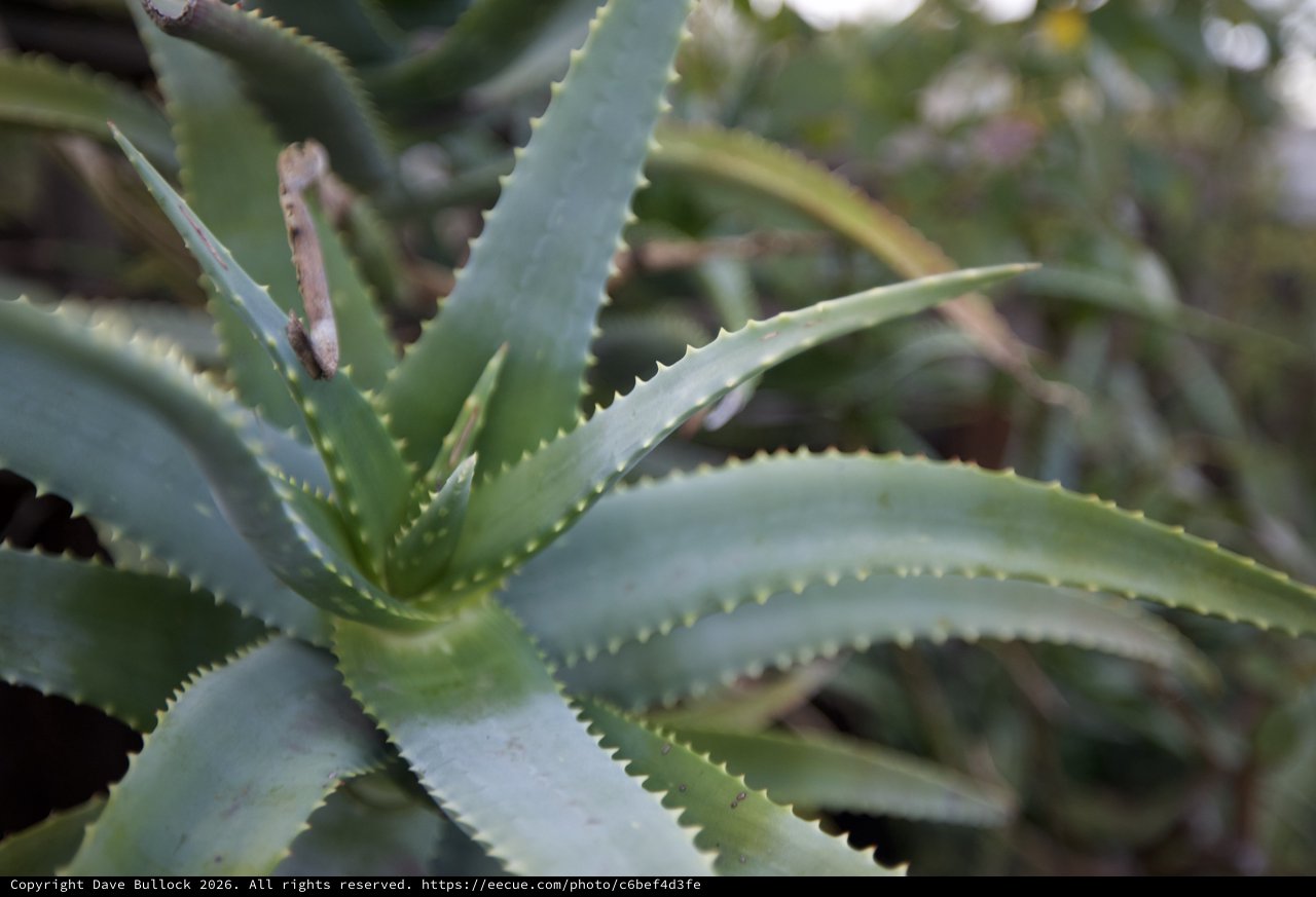 Close-up of Serrated Aloe Vera Succulent Plant