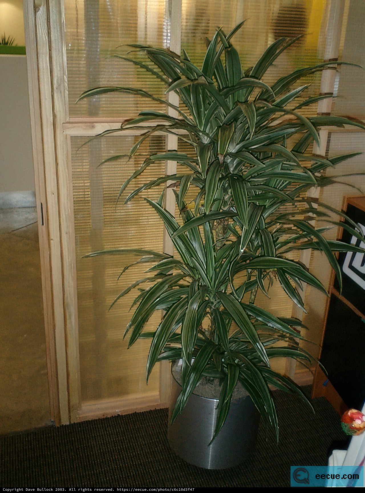 Indoor Oasis