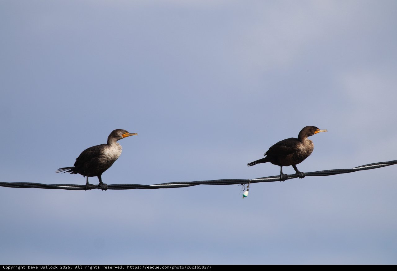 Double-Crested Cormorants Perched on Power Line at Dusk