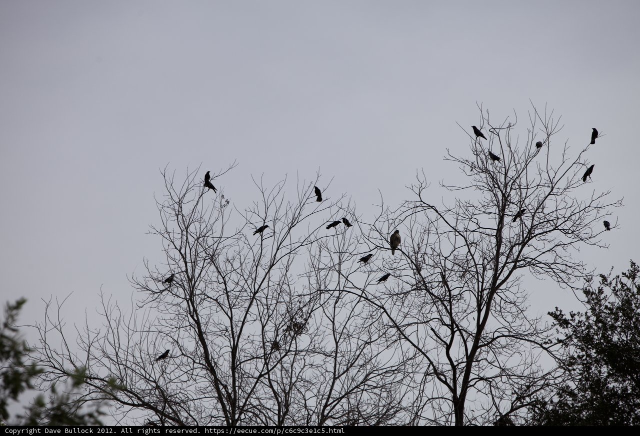 Birds at Rest