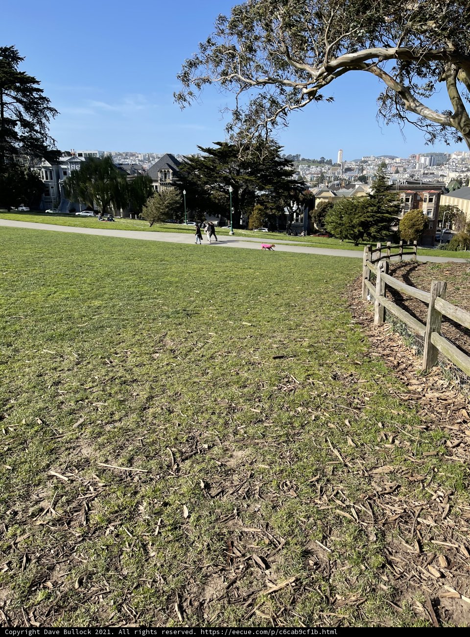A Serene Afternoon in Alamo Square