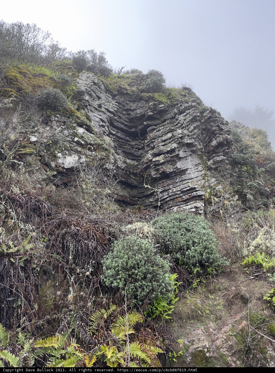 Majestic Cliffside Vegetation