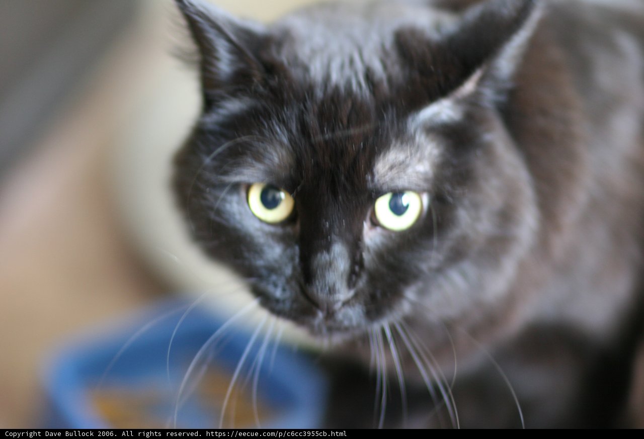 Shadowed Beauty