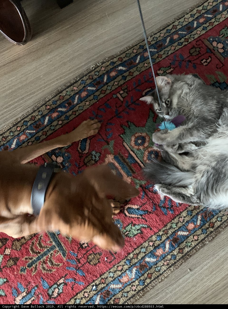 Furry Friends at Play