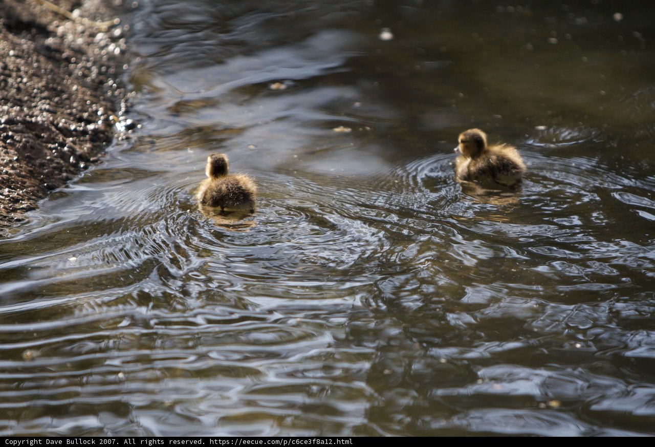 Two Ducklings Paddle in the Pond