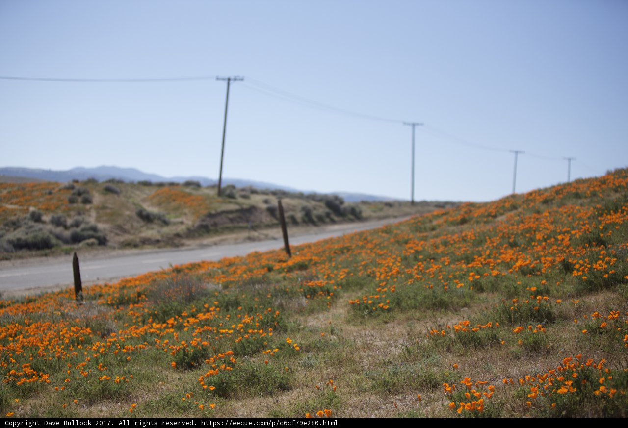 Fields of Orange