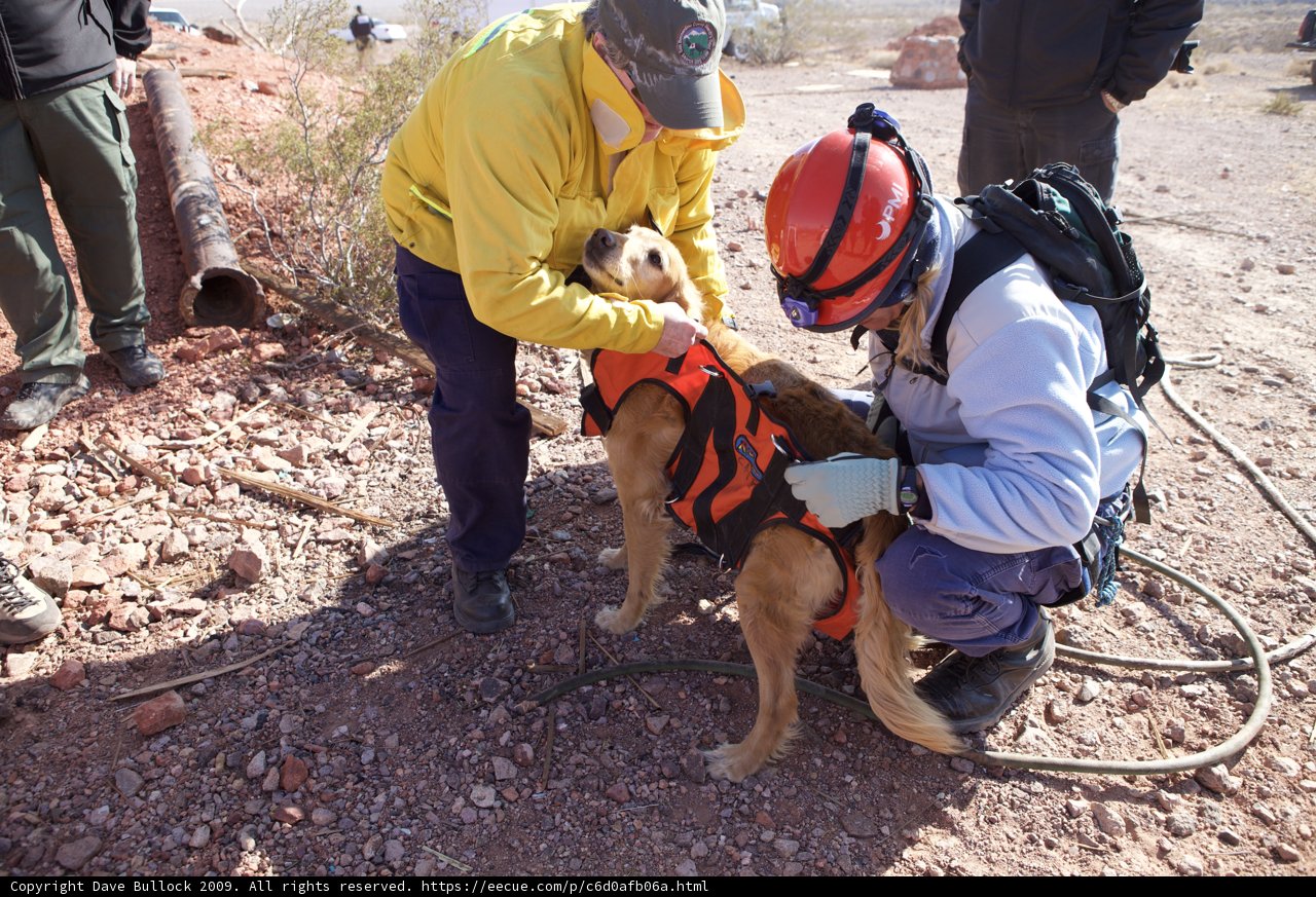 Assisting a furry friend