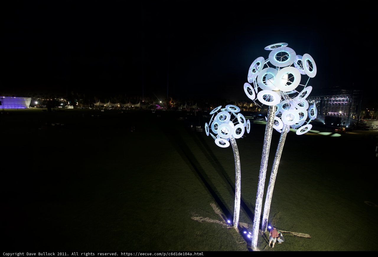 Blossoming in the Night Sky
