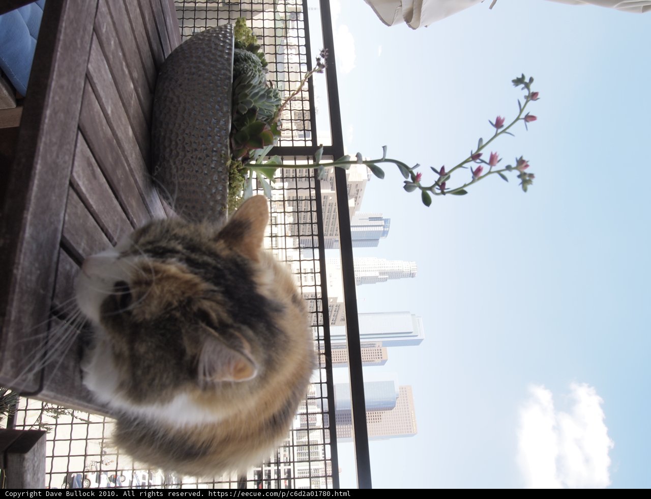 Feline Perch